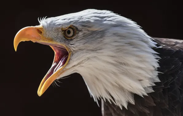 Picture nature, bird, Bald Eagle