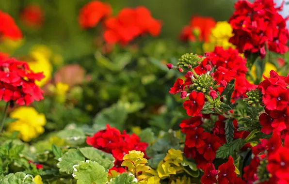 Picture Flowers, red, red, flowers, bokeh, bokeh