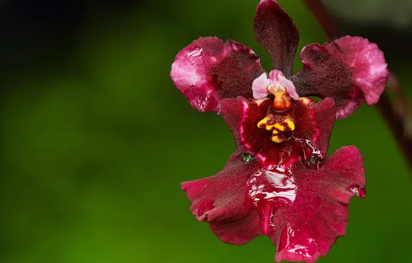 Flower, background, Orchid