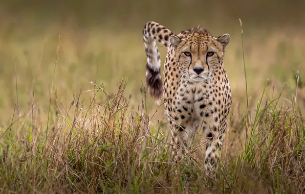 Picture grass, look, Cheetah, wild cat