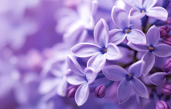 Picture macro, flowers, spring, lilac, bokeh, AI art, neural network