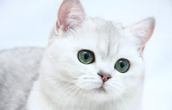 Cat, cat, kitty