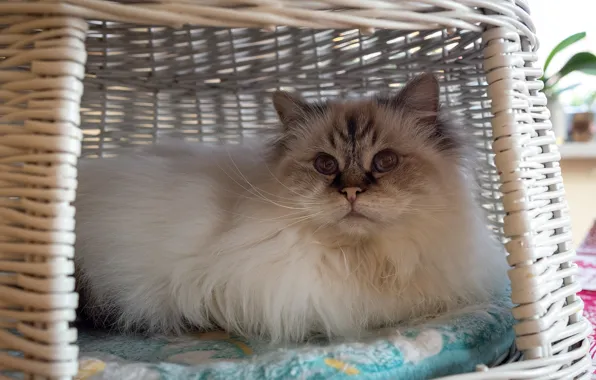 Cat, cat, look, pose, basket, face, fluffy, braided