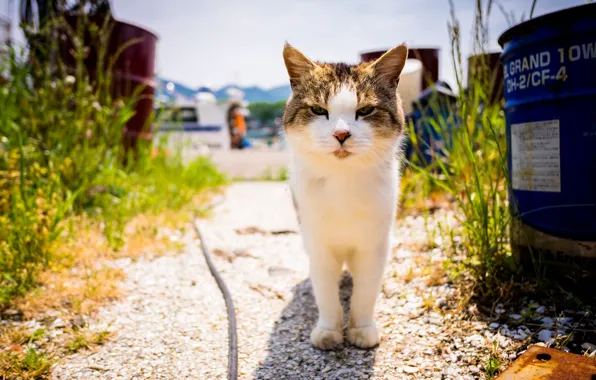 Summer, look, cat