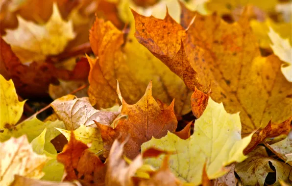 Autumn, leaves, nature, maple