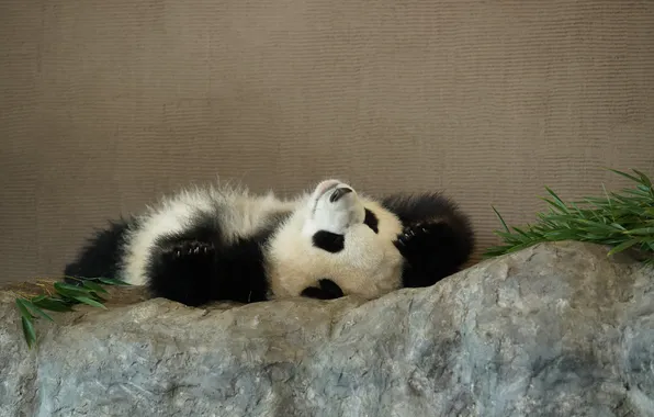 Pose, stones, legs, baby, bear, bear, Panda, lies