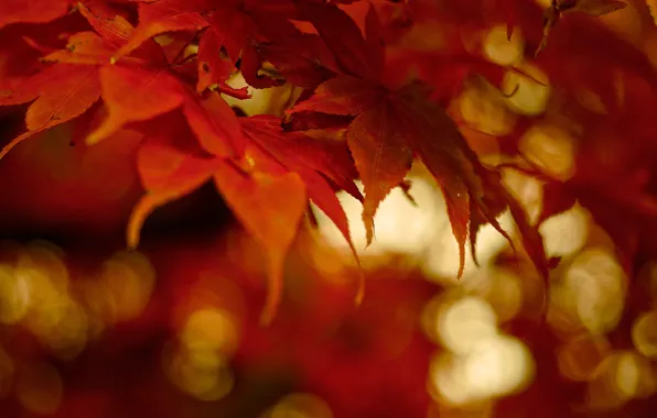 Autumn, leaves, light, nature, background, foliage, red, maple