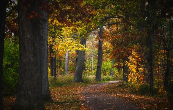 Autumn, forest, trees, branches, nature, Park, trunks, foliage