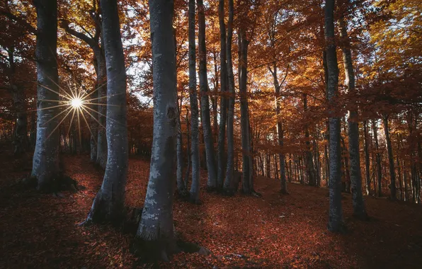 Autumn, forest, the sun, rays, trees, branches, nature, trunks