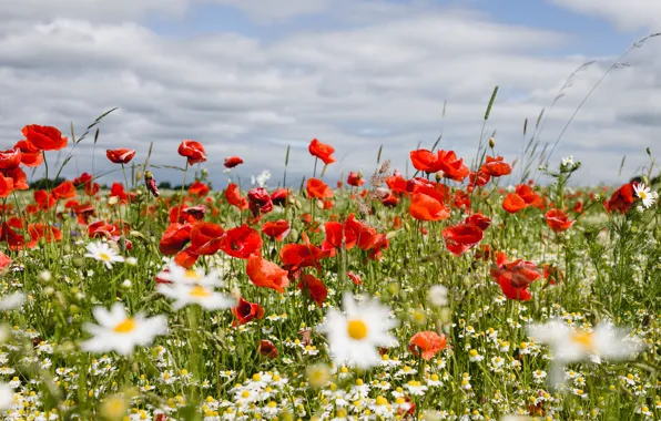 Nature, Maki, poppy field