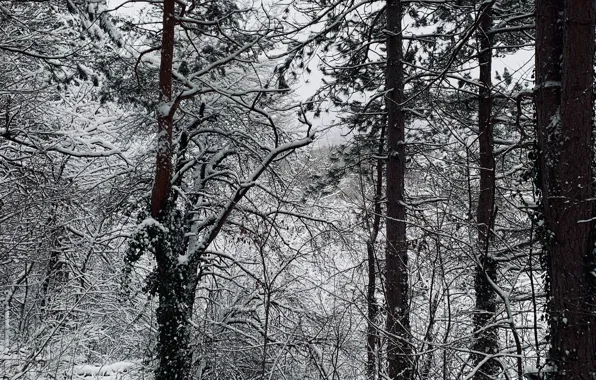 Winter, forest, snow, trees, nature