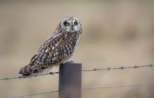Nature, bird, the fence