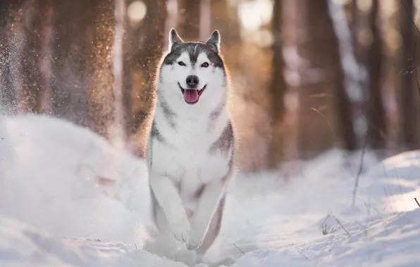Winter, light, dog, husky, bokeh