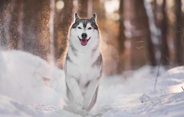 Picture winter, light, dog, husky, bokeh