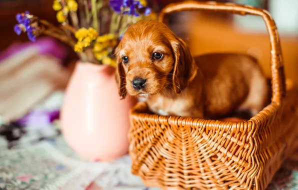 Look, flowers, dog, red, puppy, lies, vase, face