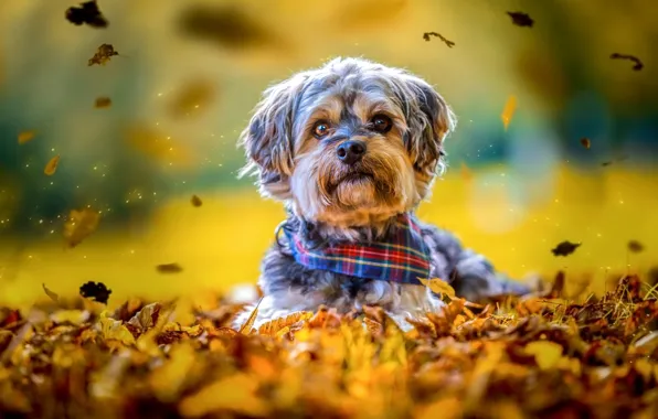 Autumn, look, leaves, yellow, nature, background, mood, sweetheart