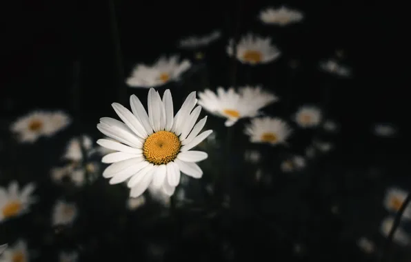 Flower, nature, Daisy