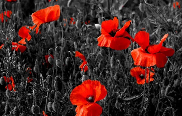 Flowers, Maki, red, black-and-white background, poppy field