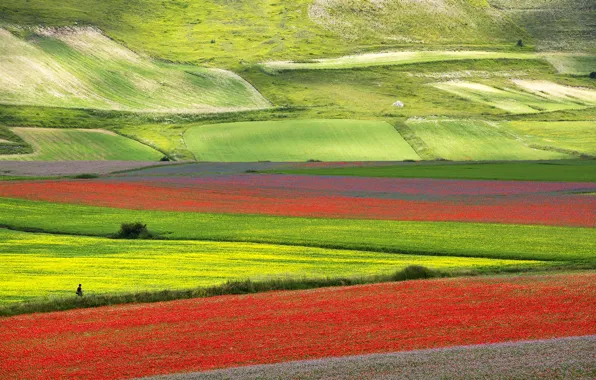 Flowers, mountains, Maki, valley, slope, meadow, Italy, Umbria
