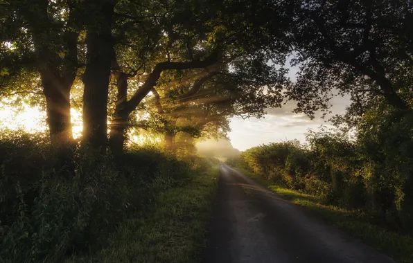 Road, light, landscape, morning