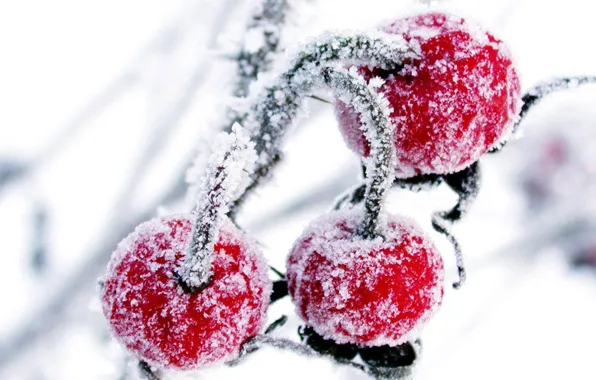 Picture winter, snow, cherry