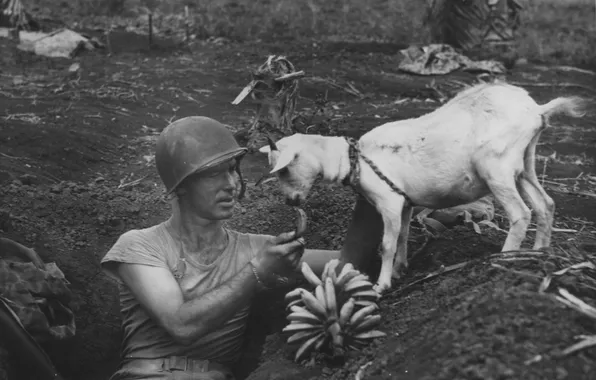 Black and white, soldiers, goat, 1944, The Second World War, retro photography