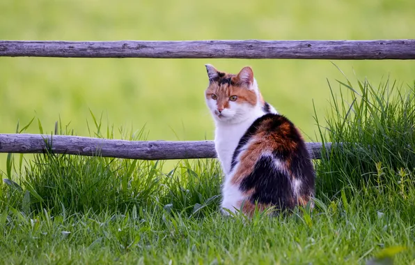 Cat, cat, look, pose, red, face