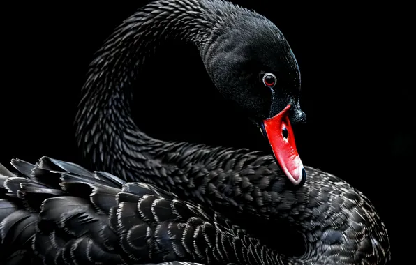 Black, Swan, Animals, Black Swan