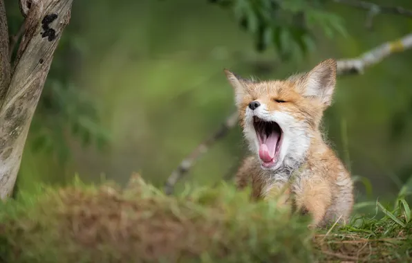 Fox, cub, yawns, bokeh, Fox, Alexander Kukanov