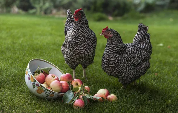 Apples, meadow, bowl, chickens, chicken little