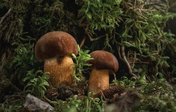 Autumn, nature, mushrooms, moss, white, a couple, bump, white mushroom