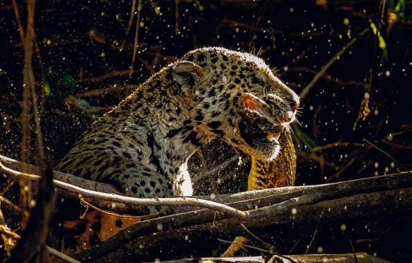 Face, light, squirt, branches, lizard, Jaguar, profile, mining