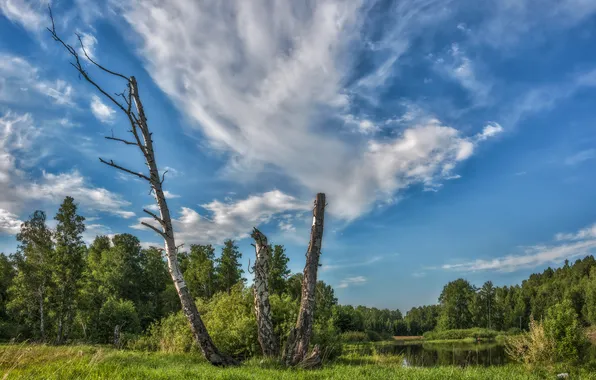 Summer, green grass, Clouds, beauty, From the life of trees, Marina Yudinskikh