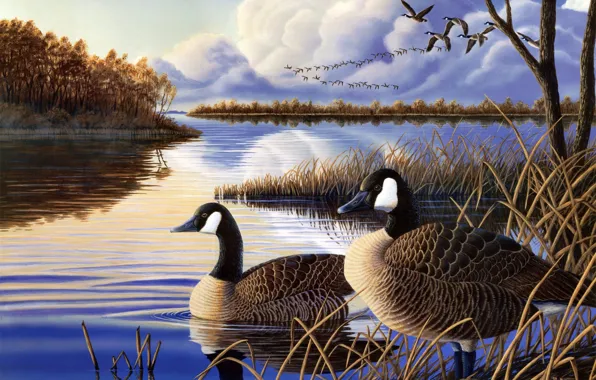 Picture autumn, lake, river, duck, the evening, painting, geese, a flock of ducks