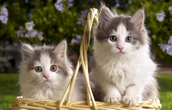 Basket, kittens, fluffy, two, two-tone