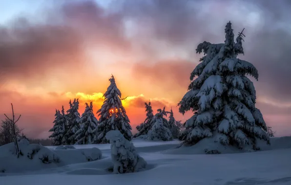 Picture winter, snow, night, tree