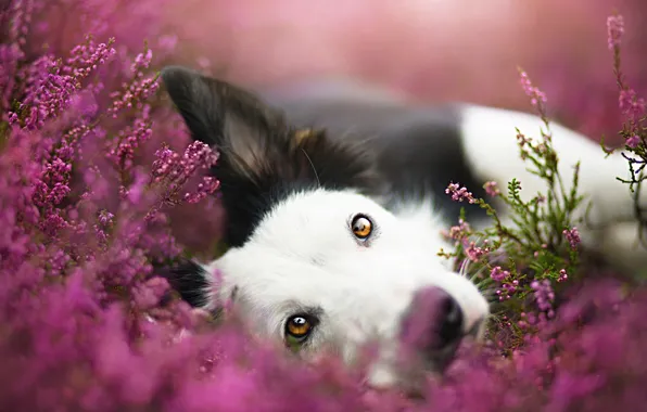 Face, flowers, portrait, dog, meadow, the border collie, Wallpaper from lolita777