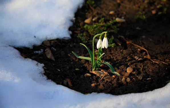 Snow, flowers, nature, spring, snowdrops, thawed, primrose