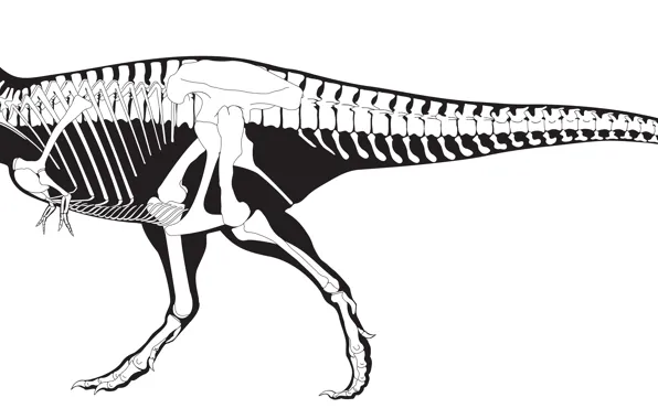 White, black, skeleton, dinosaur, Tyrannosaurus