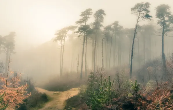 Autumn, forest, the sky, light, trees, nature, fog, trunks