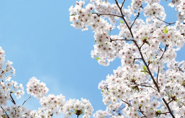 Flowers, branches, cherry, beauty, spring, petals, Sakura, gentle