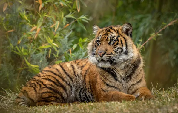 Picture leaves, branches, tiger, background, lies, the bushes, bokeh