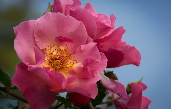 Macro, flowers, background, roses, the bushes