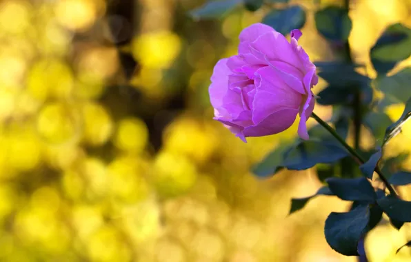 Flower, flowers, pink, rose, roses, yellow background, lilac, bokeh