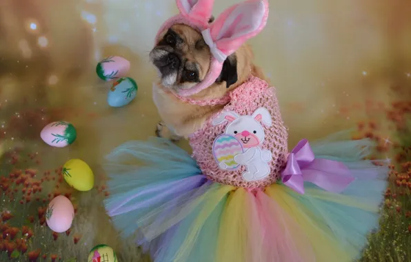 Look, pose, holiday, eggs, dog, spring, rabbit, dress