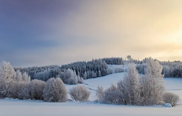 Winter, field, snow