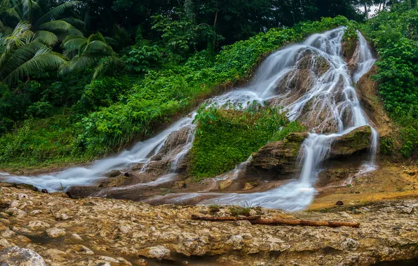 Picture greens, grass, trees, tropics, stream, stones, palm trees, waterfall