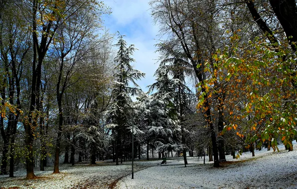 Winter, trees, nature, Park, photo