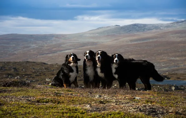 Field, dogs, the sky, look, landscape, mountains, nature, pose