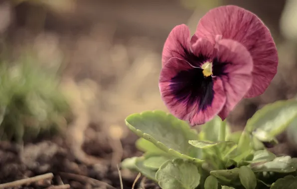 Greens, flower, macro, pink, Pansy, viola, large